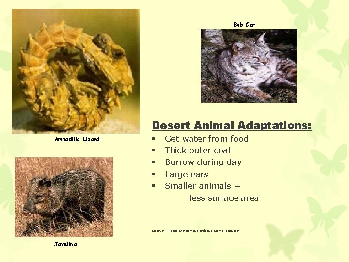 Bob Cat Desert Animal Adaptations: Armadillo Lizard § § § Get water from food
