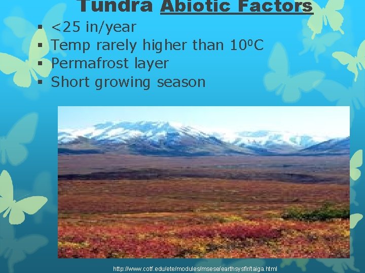 Tundra Abiotic Factors § § <25 in/year Temp rarely higher than 100 C Permafrost