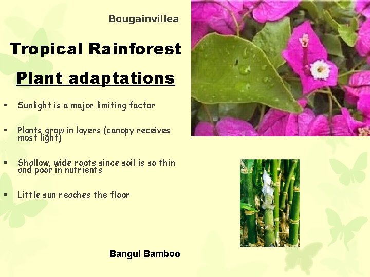 Bougainvillea Tropical Rainforest Plant adaptations § Sunlight is a major limiting factor § Plants