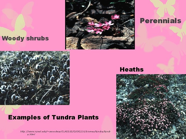 Perennials Woody shrubs Heaths Examples of Tundra Plants http: //www. runet. edu/~swoodwar/CLASSES/GEOG 235/biomes/tundra/tundr a.