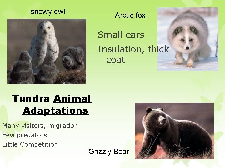 snowy owl Arctic fox Small ears Insulation, thick coat Tundra Animal Adaptations Many visitors,