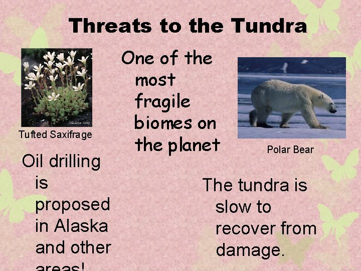 Threats to the Tundra Tufted Saxifrage Oil drilling is proposed in Alaska and other