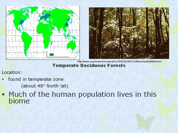 http: //www. runet. edu/~swoodwar/CLASSES/GEOG 235/biomes/tbdf. html Temperate Deciduous Forests Location: § found in temperate