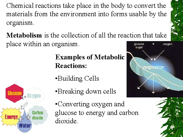 Chemical reactions take place in the body to convert the materials from the environment