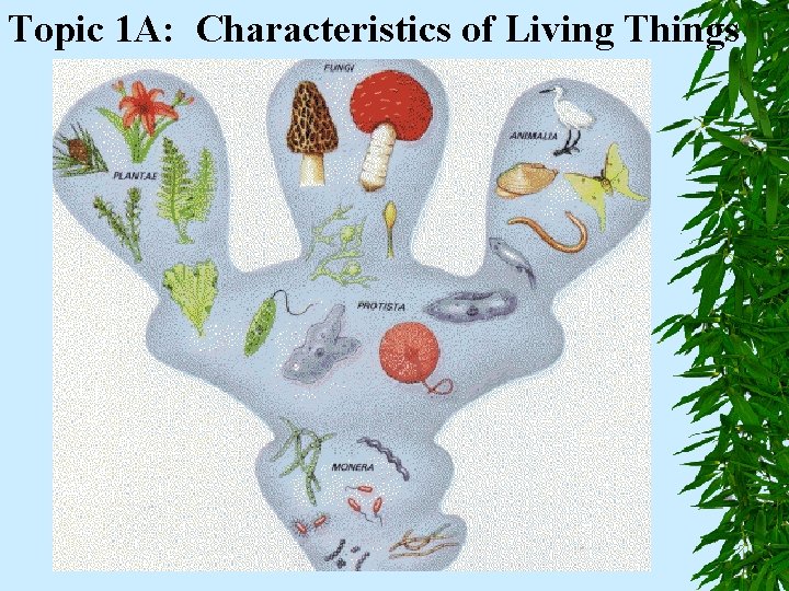 Topic 1 A: Characteristics of Living Things 
