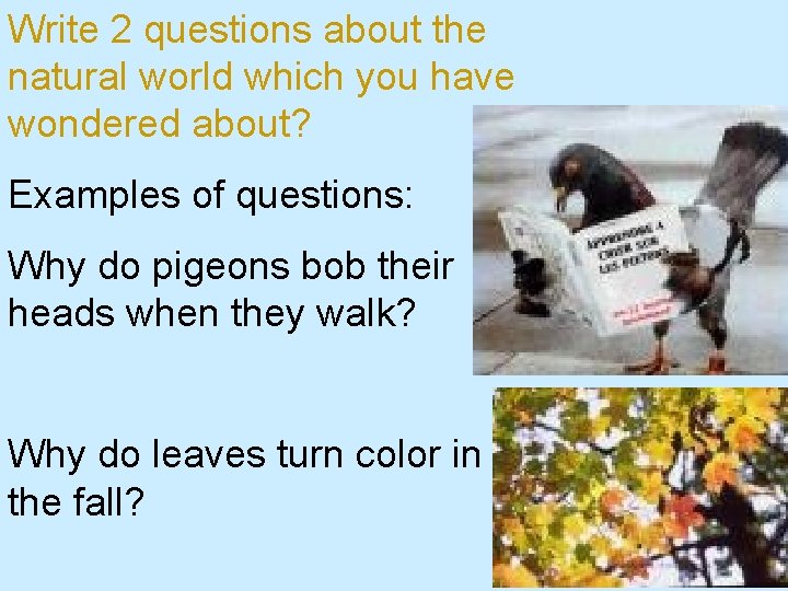 Write 2 questions about the natural world which you have wondered about? Examples of
