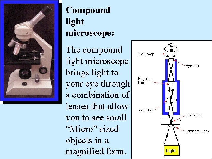Compound light microscope: The compound light microscope brings light to your eye through a
