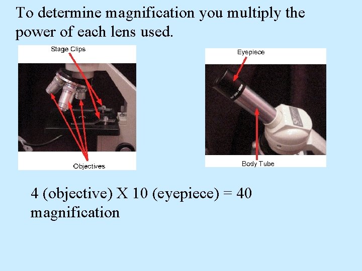 To determine magnification you multiply the power of each lens used. 4 (objective) X