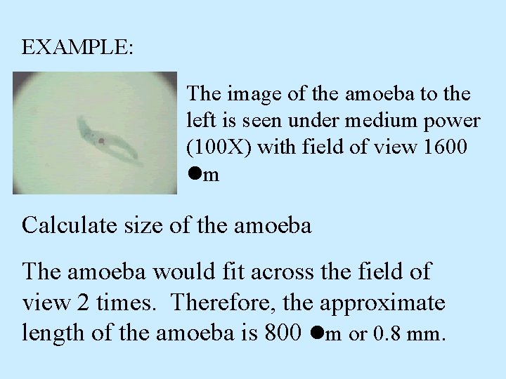 EXAMPLE: The image of the amoeba to the left is seen under medium power