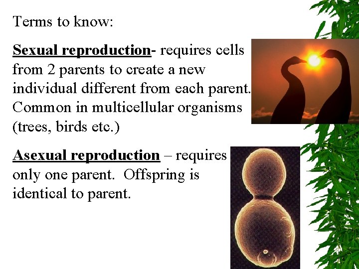 Terms to know: Sexual reproduction- requires cells from 2 parents to create a new