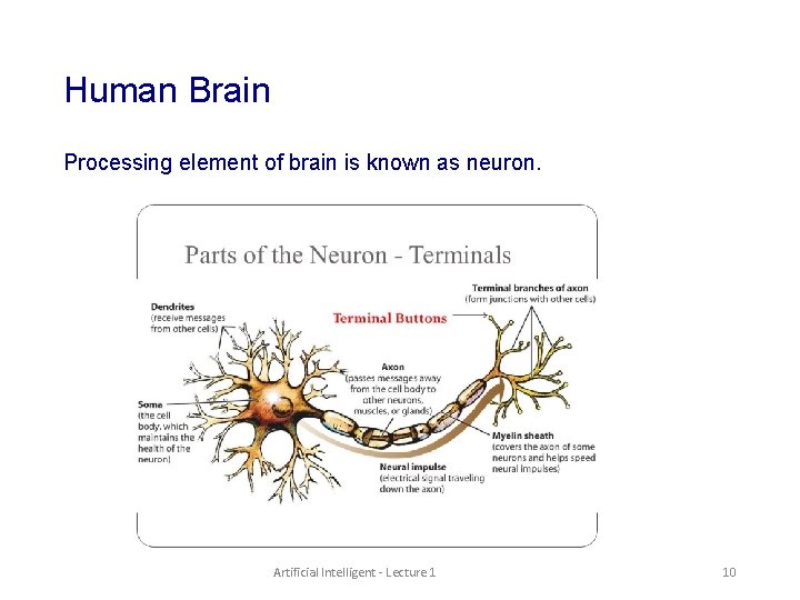 Human Brain Processing element of brain is known as neuron. Artificial Intelligent - Lecture