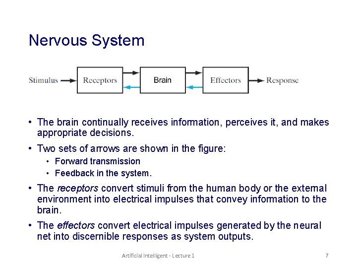 Nervous System • The brain continually receives information, perceives it, and makes appropriate decisions.