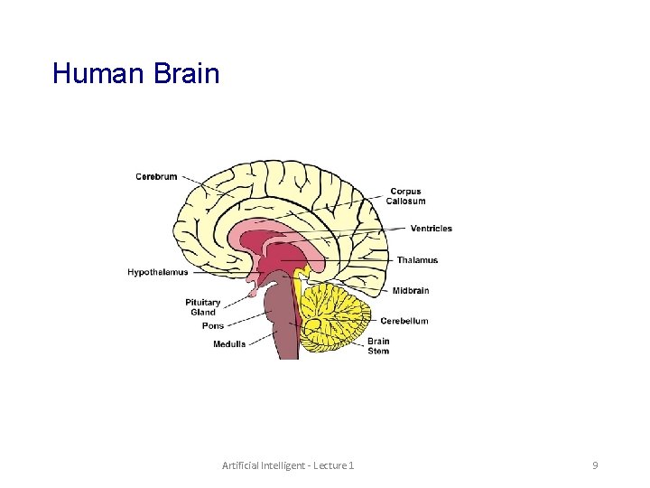 Human Brain Artificial Intelligent - Lecture 1 9 