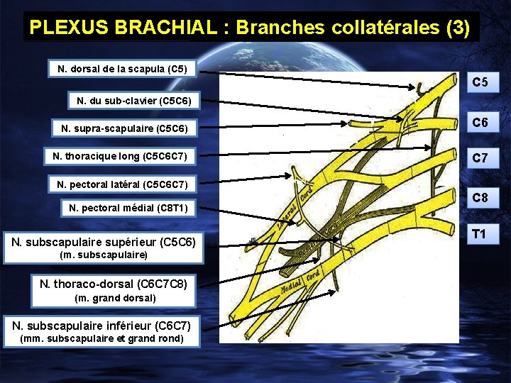 PLEXUS BRACHIAL : Branches collatérales (3) N. dorsal de la scapula (C 5) C