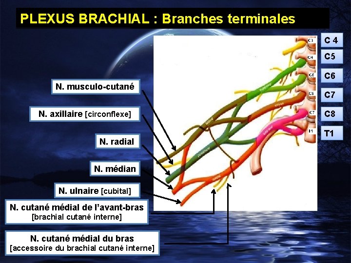 PLEXUS BRACHIAL : Branches terminales C 4 C 5 C 6 N. musculo-cutané N.