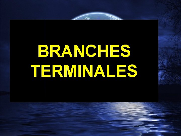 BRANCHES TERMINALES 