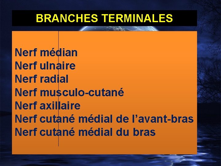 BRANCHES TERMINALES Nerf médian Nerf ulnaire Nerf radial Nerf musculo-cutané Nerf axillaire Nerf cutané