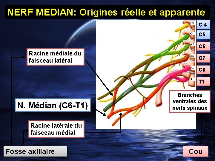 NERF MEDIAN: Origines réelle et apparente C 4 C 5 C 6 Racine médiale