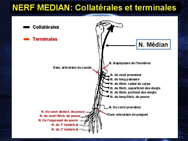 NERF MEDIAN: Collatérales et terminales Collatérales Terminales N. Médian N. diaphysaire de l’humérus Ram.