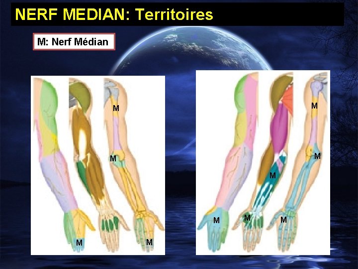 NERF MEDIAN: Territoires M: Nerf Médian M M M M M 