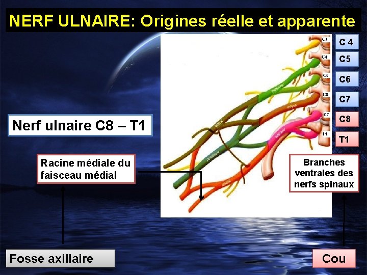 NERF ULNAIRE: Origines réelle et apparente C 4 C 5 C 6 C 7