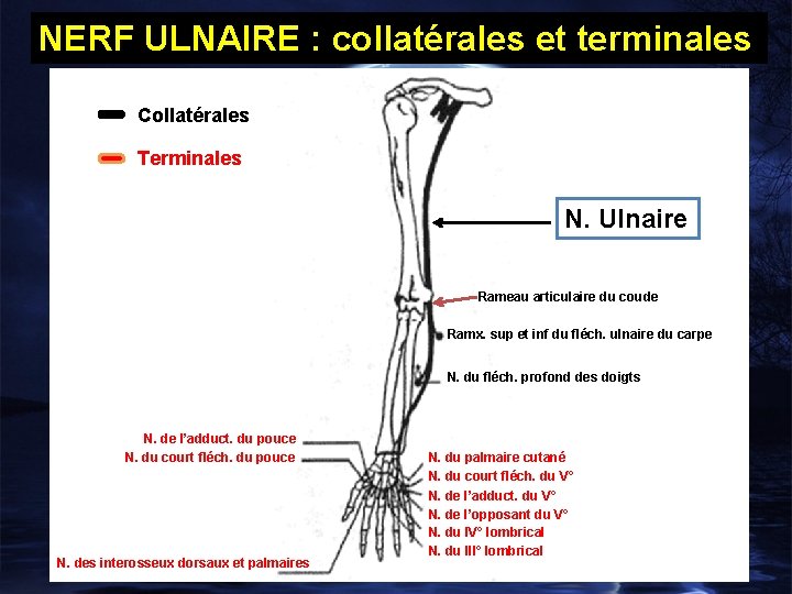 NERF ULNAIRE : collatérales et terminales Collatérales Terminales N. Ulnaire Rameau articulaire du coude
