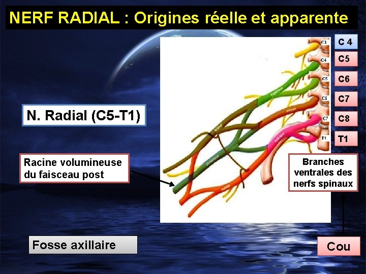 NERF RADIAL : Origines réelle et apparente C 4 C 5 C 6 C
