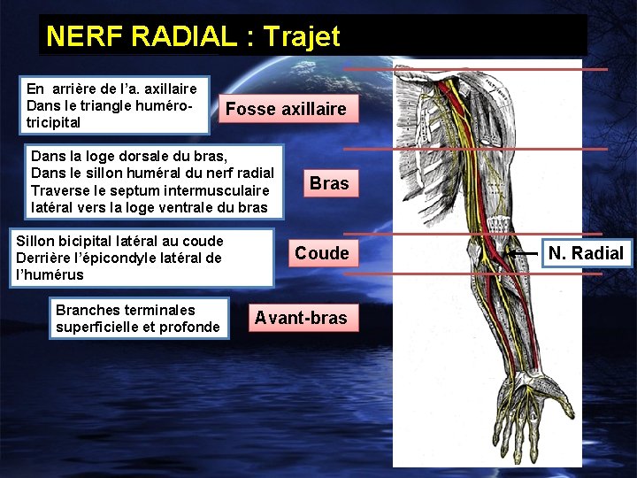 NERF RADIAL : Trajet En arrière de l’a. axillaire Dans le triangle humérotricipital Fosse