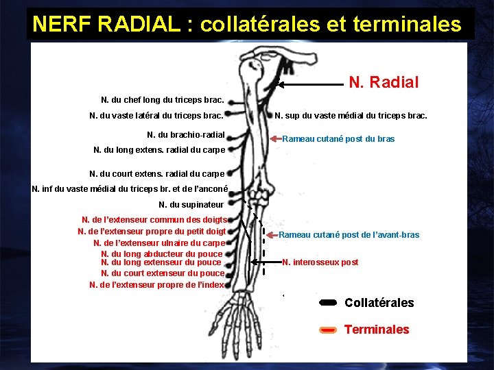 NERF RADIAL : collatérales et terminales N. Radial N. du chef long du triceps