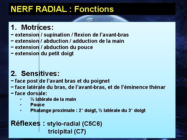 NERF RADIAL : Fonctions 1. Motrices: − extension / supination / flexion de l’avant-bras