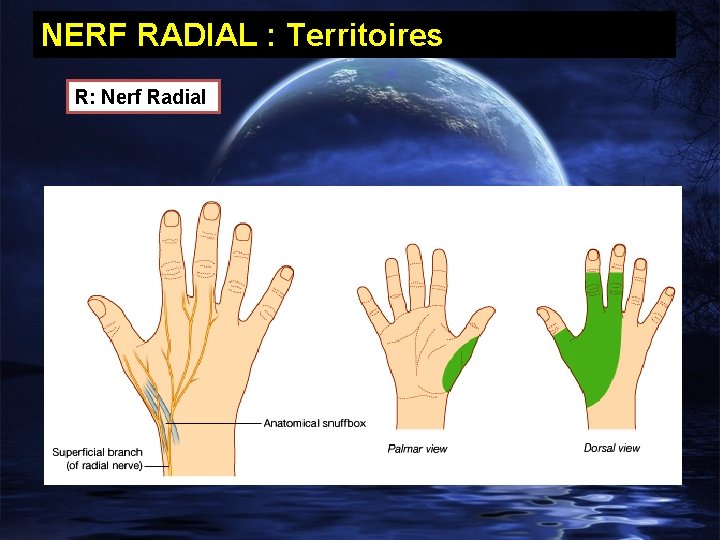NERF RADIAL : Territoires R: Nerf Radial 