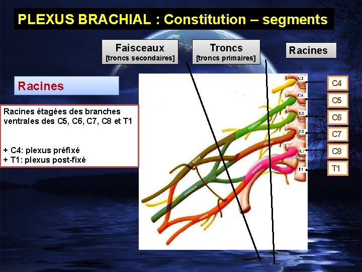 PLEXUS BRACHIAL : Constitution – segments Faisceaux Troncs [troncs secondaires] [troncs primaires] Racines C