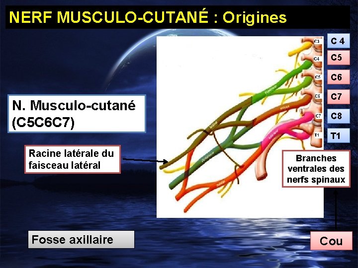 NERF MUSCULO-CUTANÉ : Origines C 4 C 5 C 6 N. Musculo-cutané (C 5