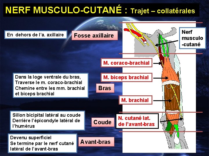 NERF MUSCULO-CUTANÉ : Trajet – collatérales En dehors de l’a. axillaire Nerf musculo -cutané
