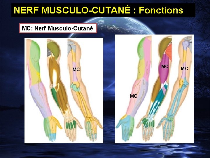 NERF MUSCULO-CUTANÉ : Fonctions MC: Nerf Musculo-Cutané MC MC 