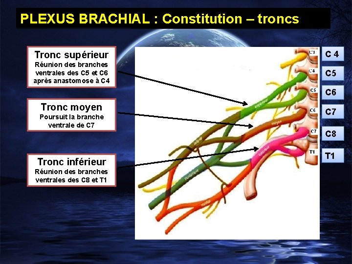 PLEXUS BRACHIAL : Constitution – troncs Tronc supérieur C 4 Réunion des branches ventrales
