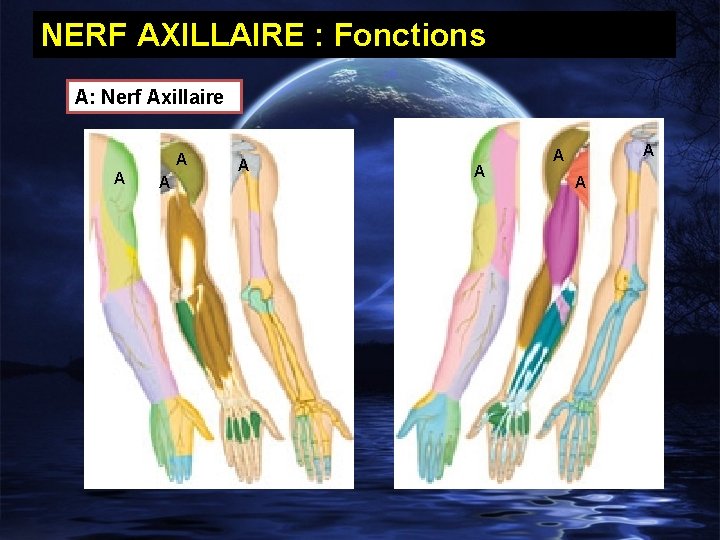 NERF AXILLAIRE : Fonctions A: Nerf Axillaire A A A A 