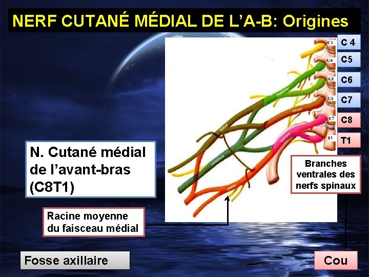 NERF CUTANÉ MÉDIAL DE L’A-B: Origines C 4 C 5 C 6 C 7