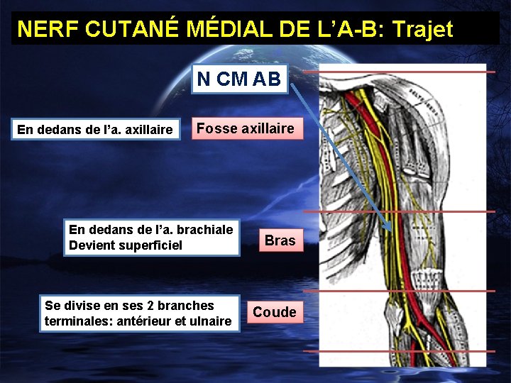 NERF CUTANÉ MÉDIAL DE L’A-B: Trajet N CM AB En dedans de l’a. axillaire