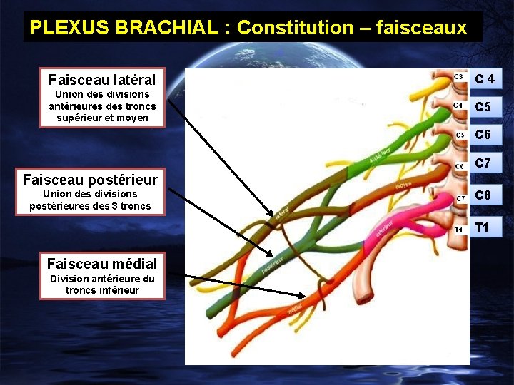 PLEXUS BRACHIAL : Constitution – faisceaux Faisceau latéral C 4 Union des divisions antérieures