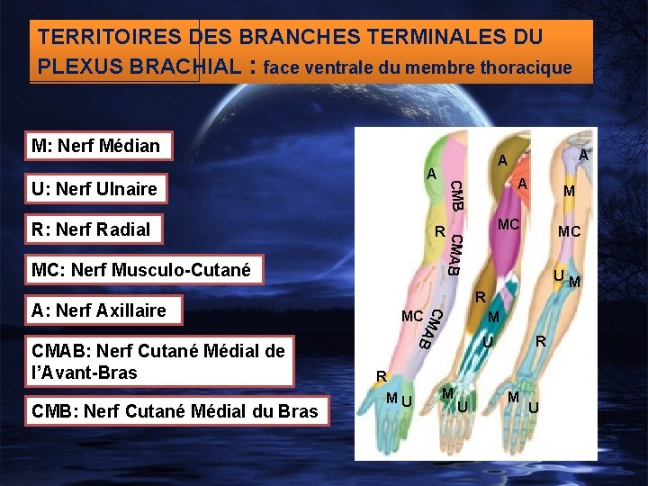 TERRITOIRES DES BRANCHES TERMINALES DU PLEXUS BRACHIAL : face ventrale du membre thoracique M:
