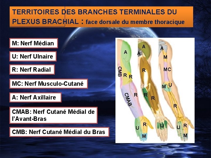 TERRITOIRES DES BRANCHES TERMINALES DU PLEXUS BRACHIAL : face dorsale du membre thoracique M: