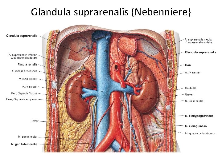Glandula suprarenalis (Nebenniere) 