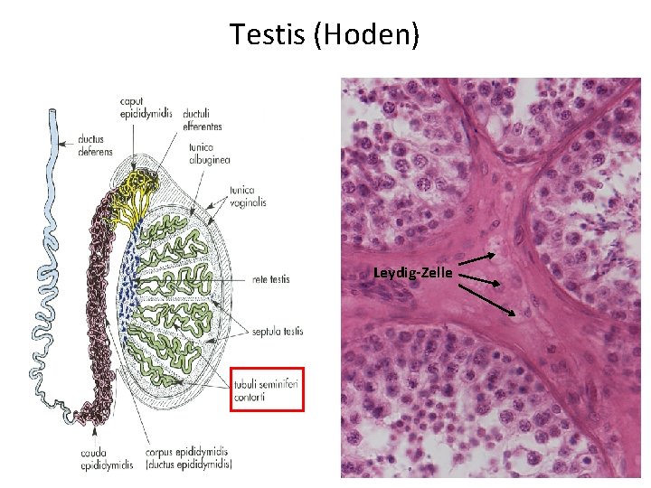 Testis (Hoden) Leydig-Zelle 