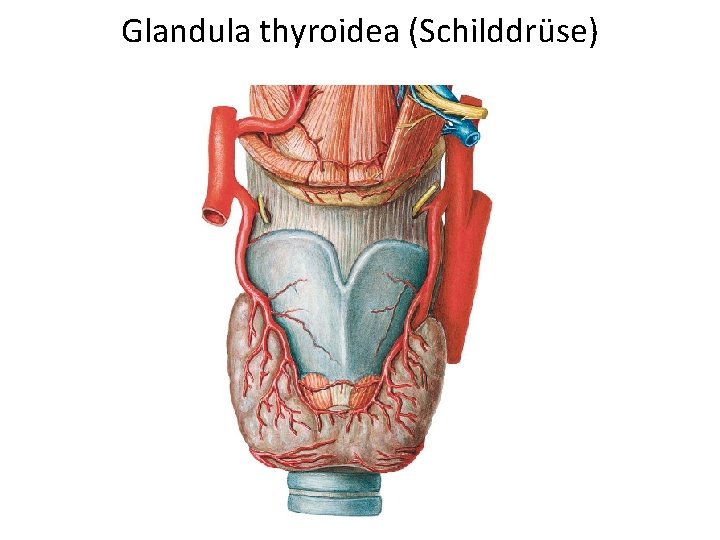 Glandula thyroidea (Schilddrüse) 