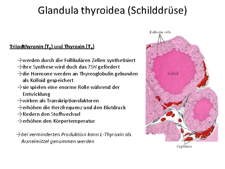 Glandula thyroidea (Schilddrüse) Triiodthyronin (T 3) und Thyroxin (T 4) →werden durch die Follikulären