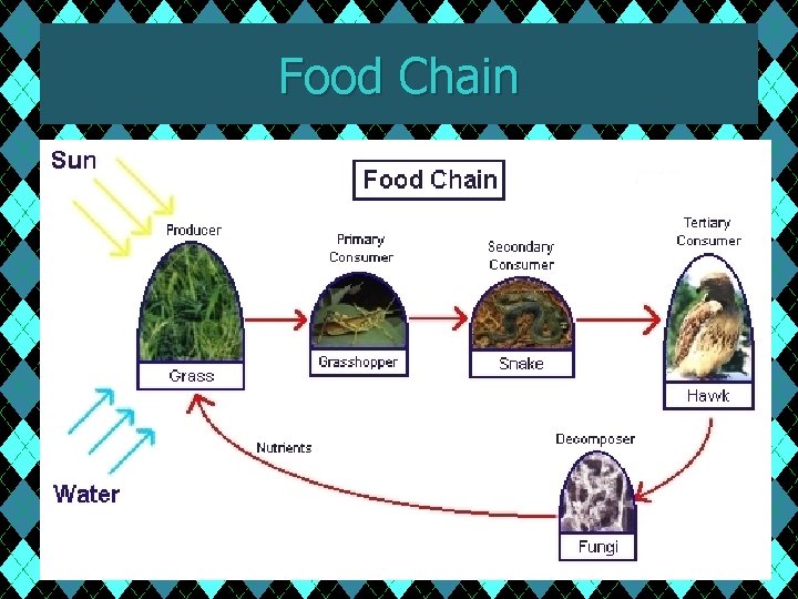 Food Chain 