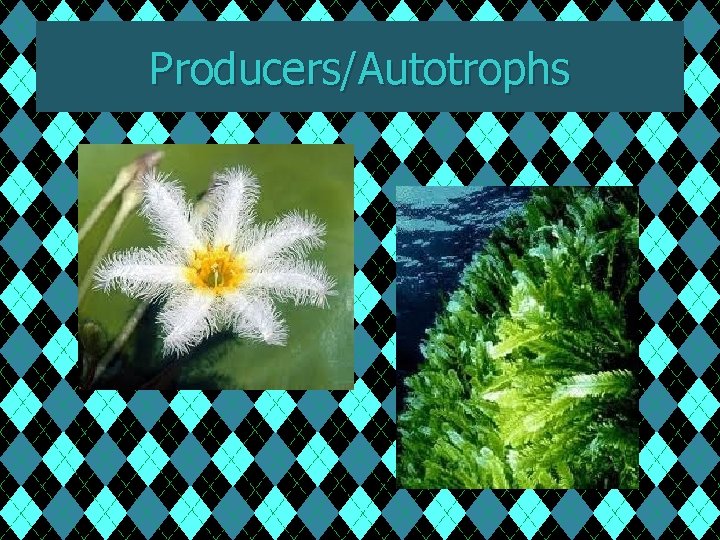 Producers/Autotrophs 