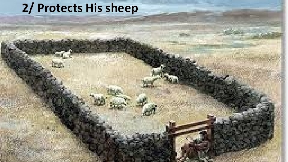 2/ Protects His sheep 