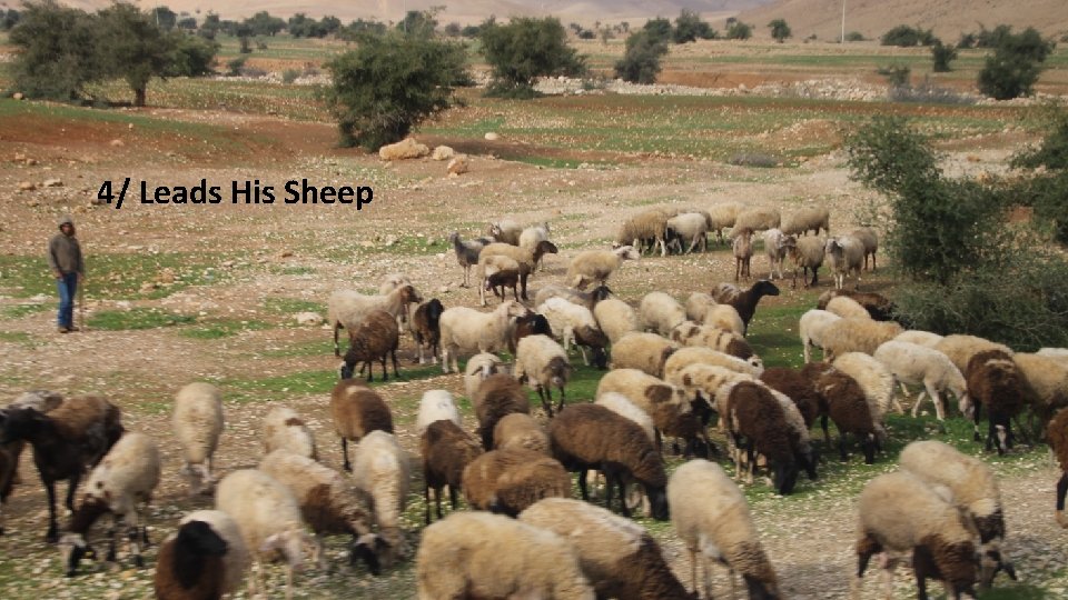 4/ Leads His Sheep 